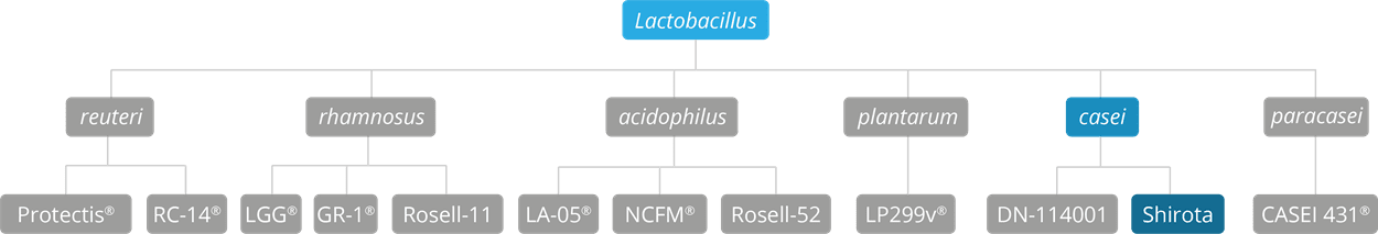 Lactobacillus casei Shirota | Database